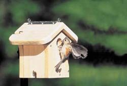 Tufted Titmouse