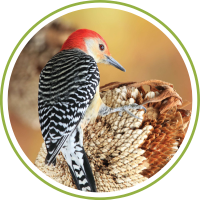 Woodpecker